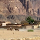 Wadi Rum - wioska Beduinów