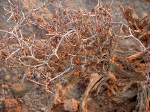 Wadi Rum - pustynna roślinność 