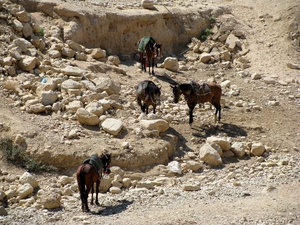 Petra - marne śniadanie