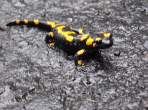 salamandra 