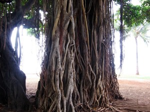 Drzewo na plaży Waikiki