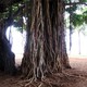 Drzewo na plaży Waikiki