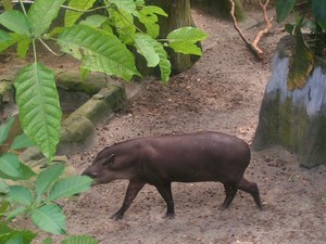 tapir z Randers Regnskov 