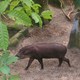 tapir z Randers Regnskov 