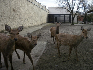 Warszawskie ZOO