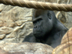Warszawskie ZOO