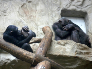 Warszawskie ZOO