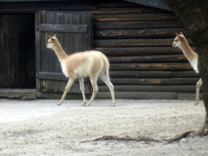 Warszawskie ZOO