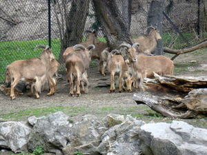 Warszawskie ZOO
