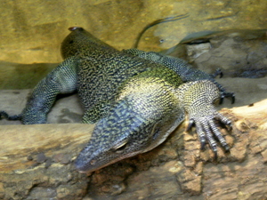 Warszawskie ZOO