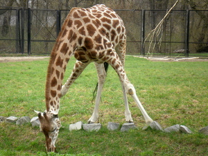 Warszawskie ZOO