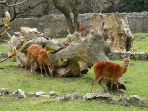 Warszawskie ZOO