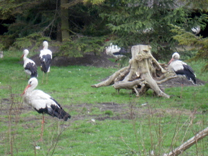 Warszawskie ZOO