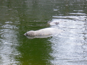 Warszawskie ZOO