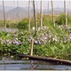 Floating garden