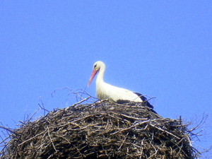Wiosna - Okolice Dzierzgonia