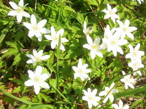 Wiosna - Okolice Dzierzgonia