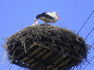 Wiosna - Okolice Dzierzgonia