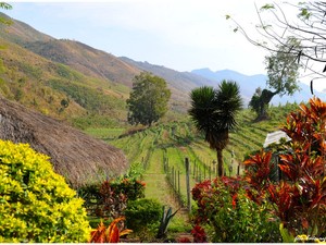Winnica w okolicy Taunggyi