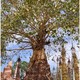 Kakku - drzewo wyrastające ze stupy