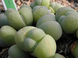 we wrocławskim ogrodzie botanicznym