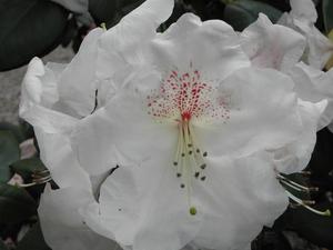 we wrocławskim ogrodzie botanicznym