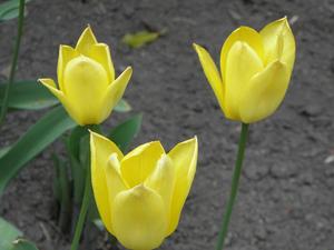 we wrocławskim ogrodzie botanicznym