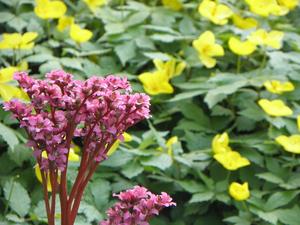 we wrocławskim ogrodzie botanicznym