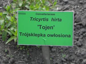 trójsklepka owłosiona