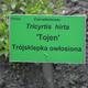 trójsklepka owłosiona