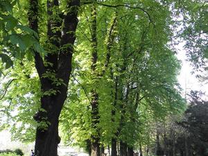 we wrocławskim ogrodzie botanicznym