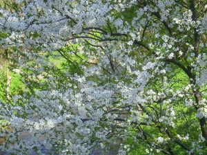 Wiosna - okolice Ostródy