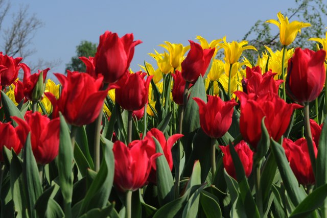 Tulipany