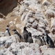 pingwiny Humbolta