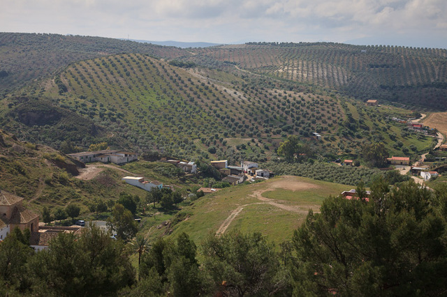 plantacje oliwek