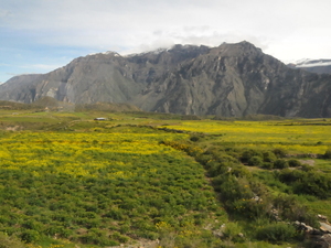 dolina rzeki Colca