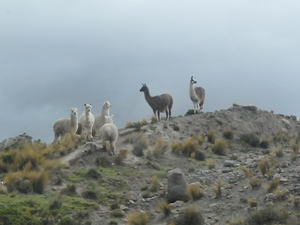 453798 - Chivay kanion Colca