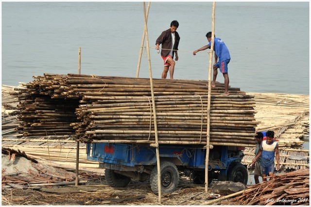 Przeładunek bambusów nad Irawadi