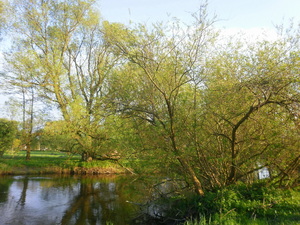 Wiosna - nad Drwęcą
