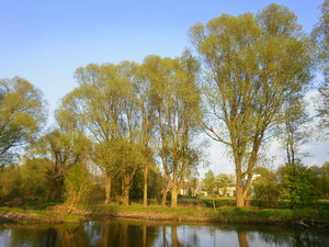 Wiosna - nad Drwęcą