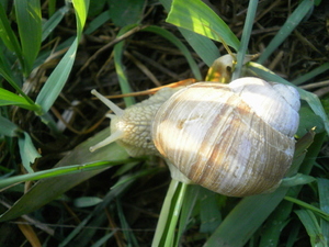 Wiosna - nad Drwęcą