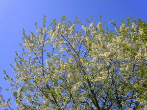 Wiosna - okolice Lubawy