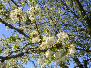 Wiosna - okolice Lubawy