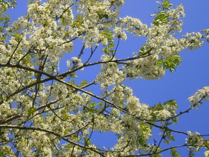 Wiosna - okolice Lubawy