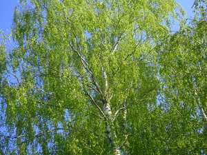 Wiosna - okolice Lubawy