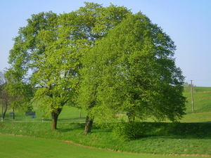 Wiosna - okolice Lubawy