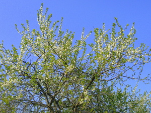 Wiosna - okolice Lubawy