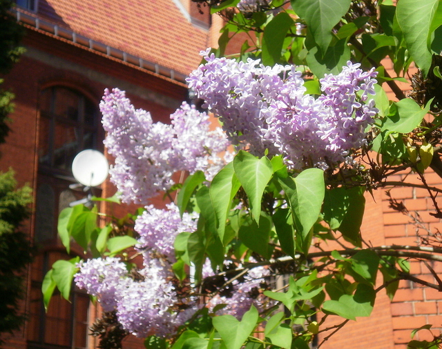 Wiosna - Toruń