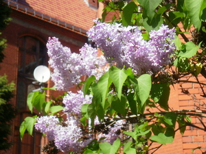 Wiosna - Toruń