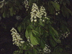 Wiosna - Toruń